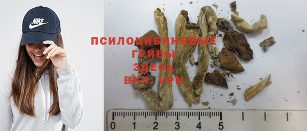 apvp Алзамай